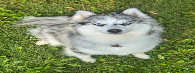 Lulu