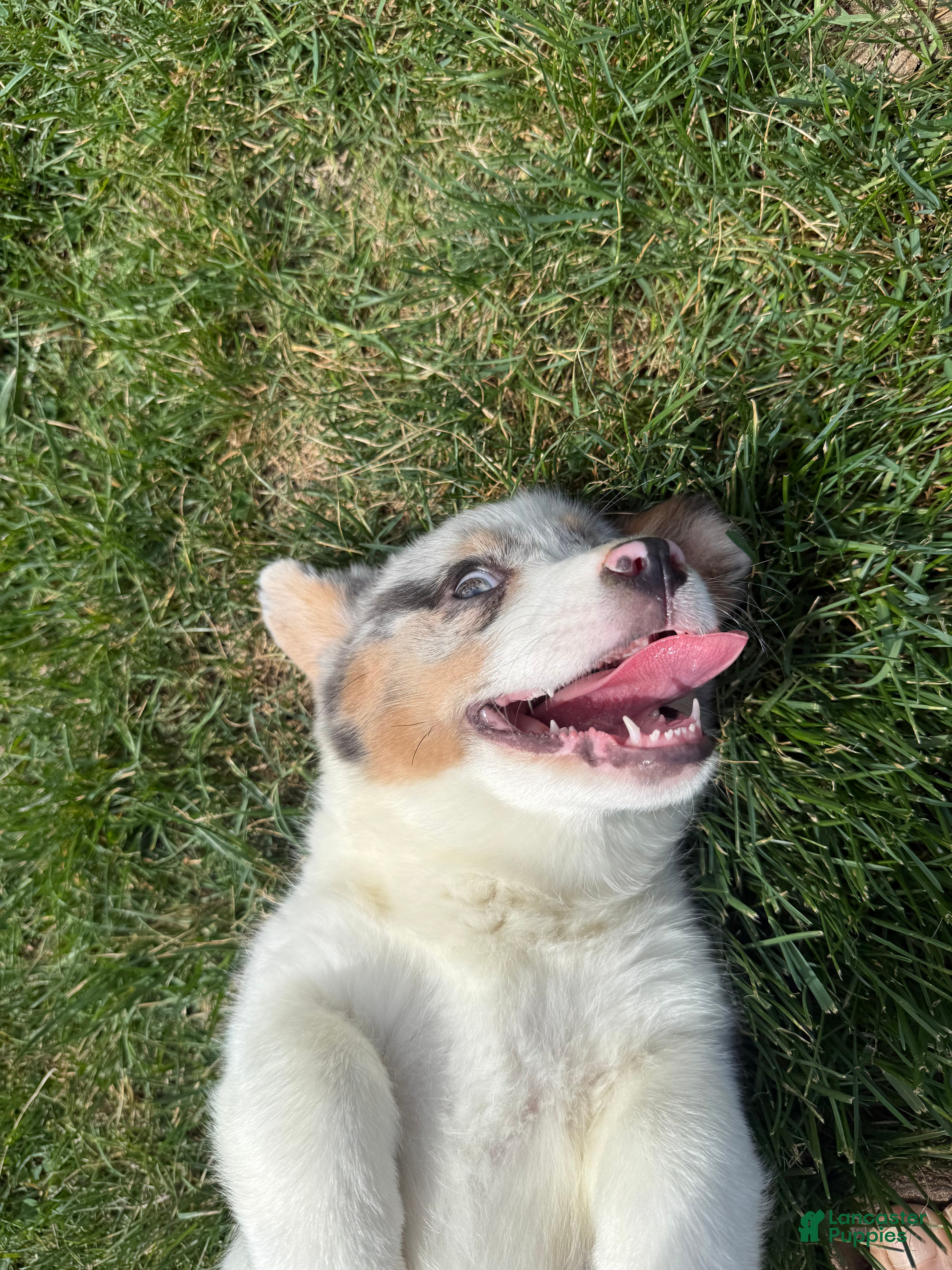American Corgi dogs for sale: American Corgi Puppy 4 - Ad 3
