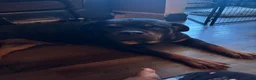 Rottweiler dogs for sale: Rottweiler 2 - Ad 23