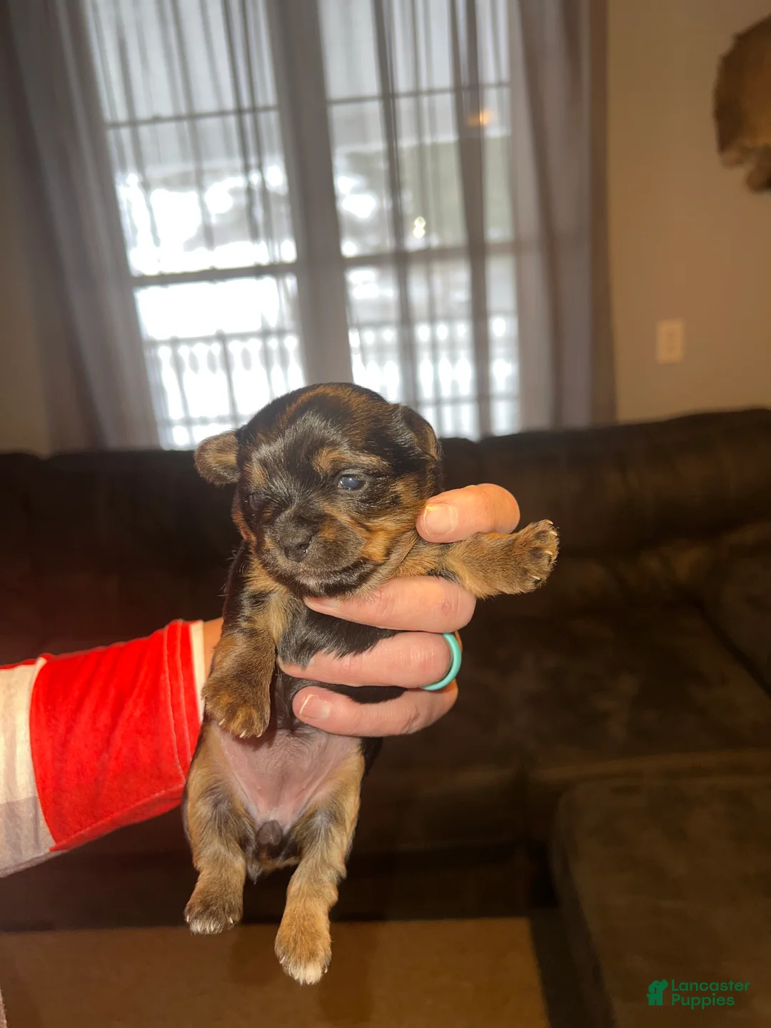 Yorkshire Terrier dogs for sale: Rudy KB Black Stud - Ad 6