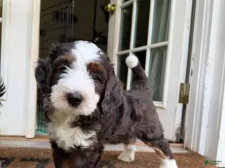 Mini Bernedoodle dogs Bernard - Ad 12