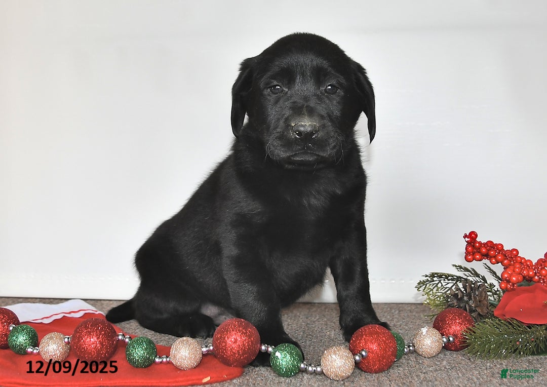 Labrador Retriever dogs for sale: Sam - Ad 3