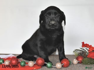 Labrador Retriever dogs Sarge - Ad 24