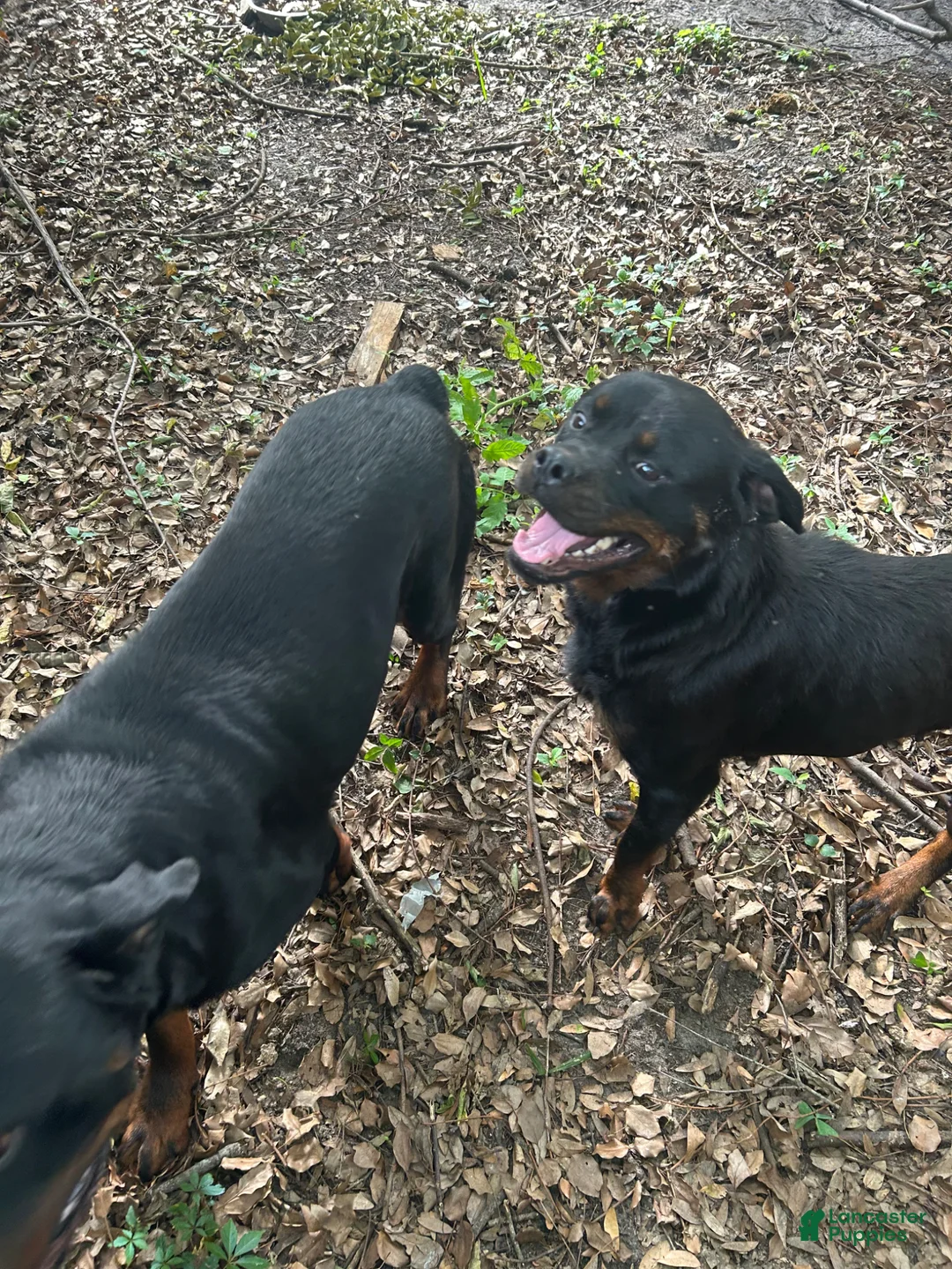 Rottweiler dogs for sale: Rottweiler Puppy 7 - Ad 2