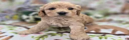 Cockapoo dogs for sale: Knotty - Ad 16