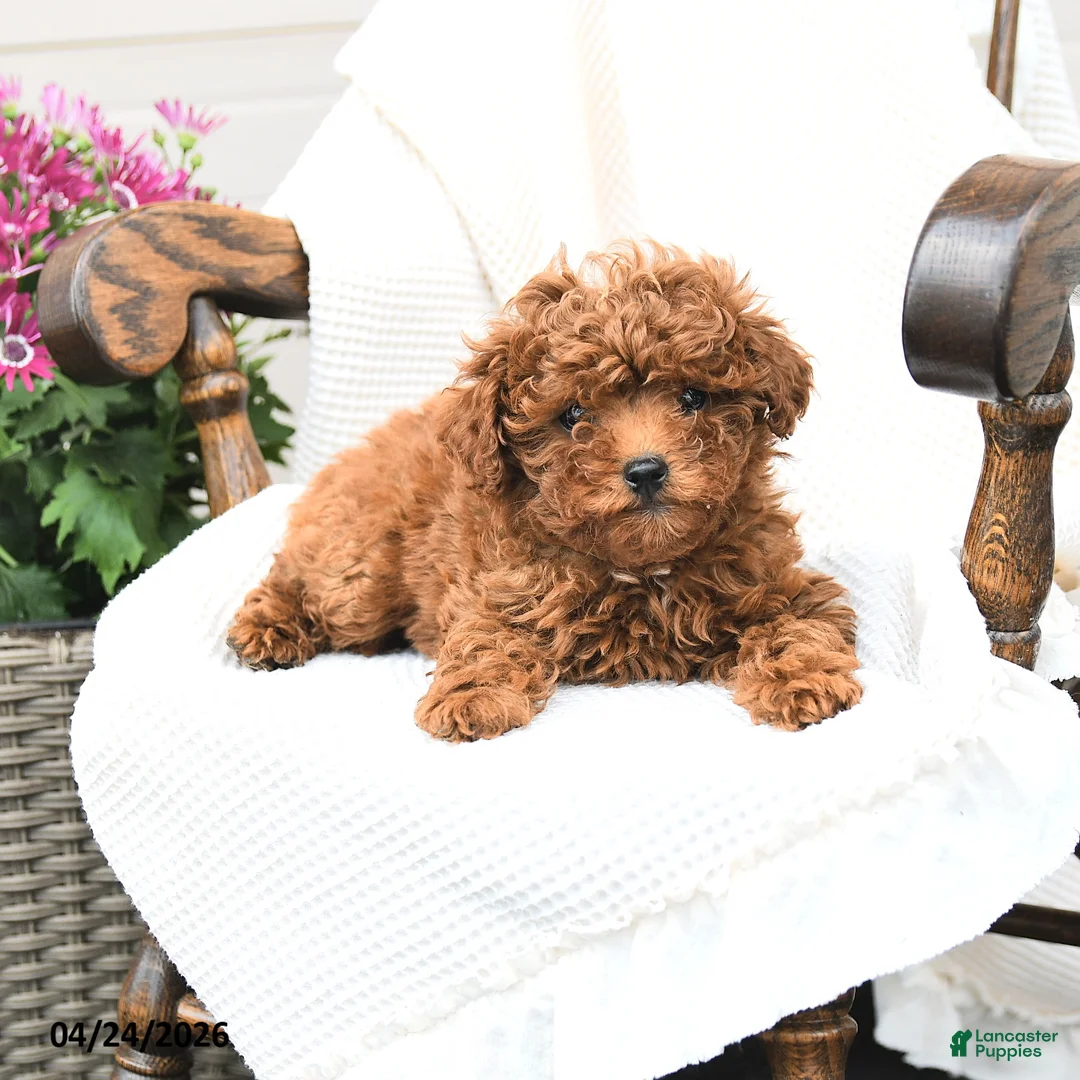 Miniature Poodle dogs for sale: Tina - Ad 3