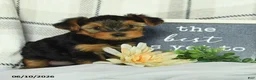 Yorkshire Terrier dogs for sale: Victor - Ad 4