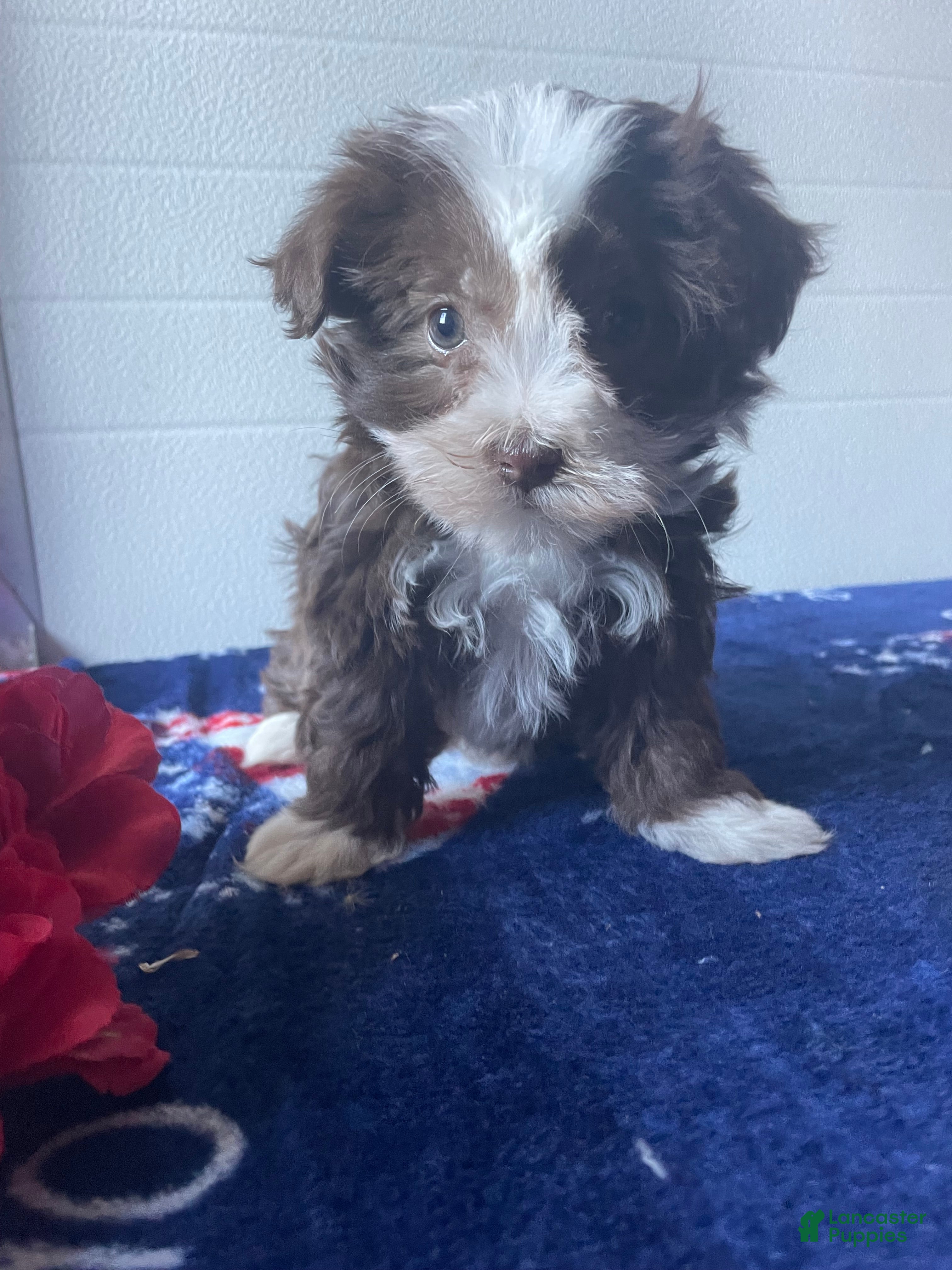 Havanese dogs Gabby - Ad 19