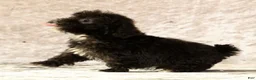 Havapoo dogs for sale: Koby - Ad 10