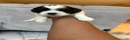 Shih Tzu dogs for sale: Shih Tzu Puppy 5 - Ad 5