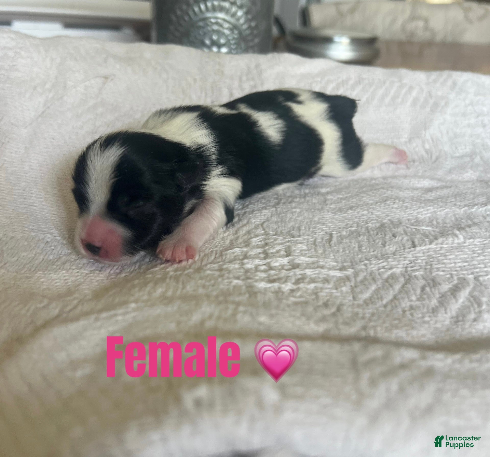 Yorkshire Terrier dogs Yorkshire Terrier 5 - Ad 3