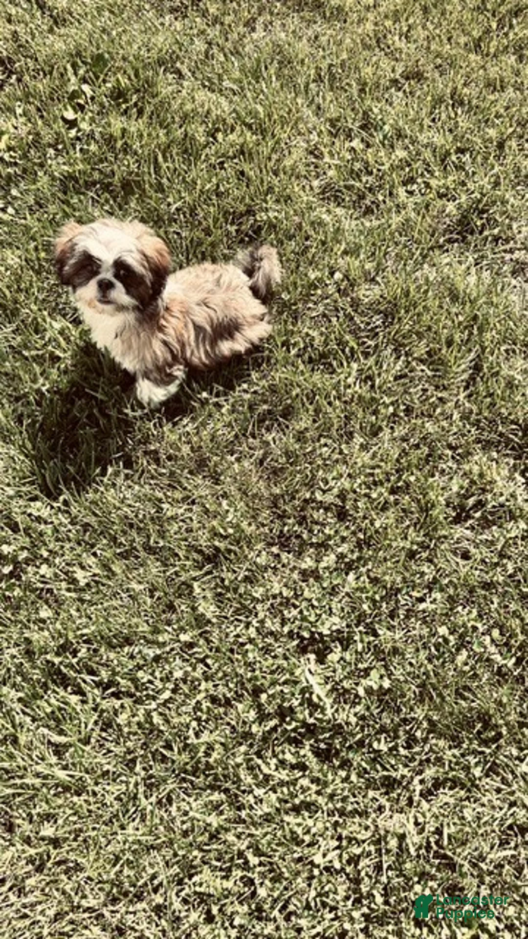 Shih Tzu dogs for sale:  Rocky - Ad 1