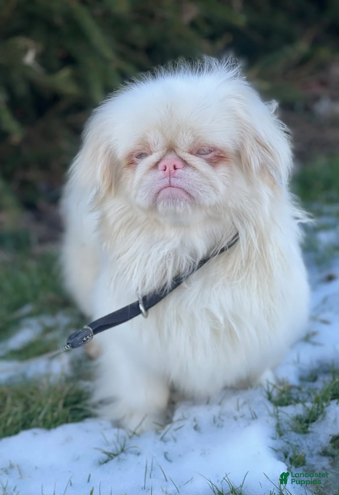 Pekingese dogs for sale: Noodle  - Ad 6
