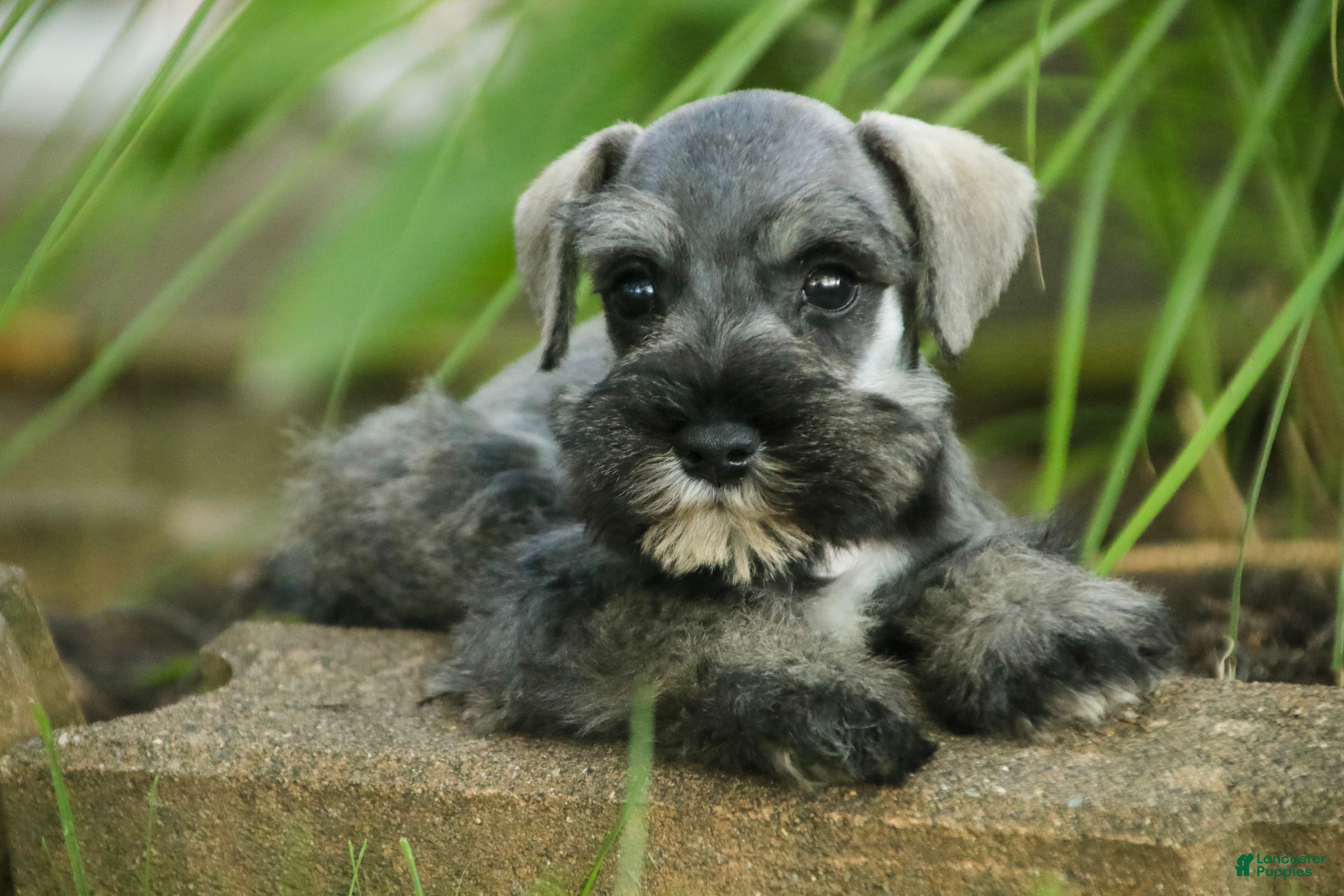 Miniature Schnauzer dogs Quincy Miniature Schnauzer  - Ad 1