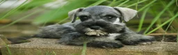 Miniature Schnauzer dogs for sale: Quincy Miniature Schnauzer  - Ad 1