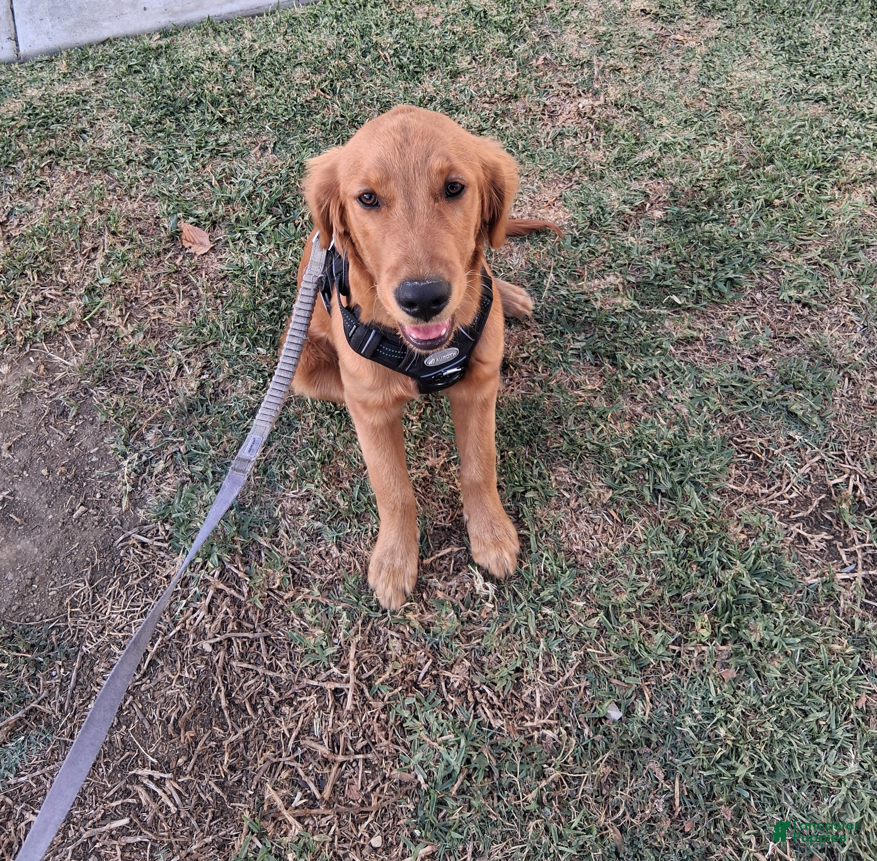Golden Retriever dogs Golden Retriever 1 - Ad 17