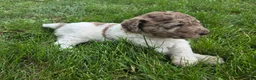 Newfypoo dogs for sale: Fanta - Ad 4