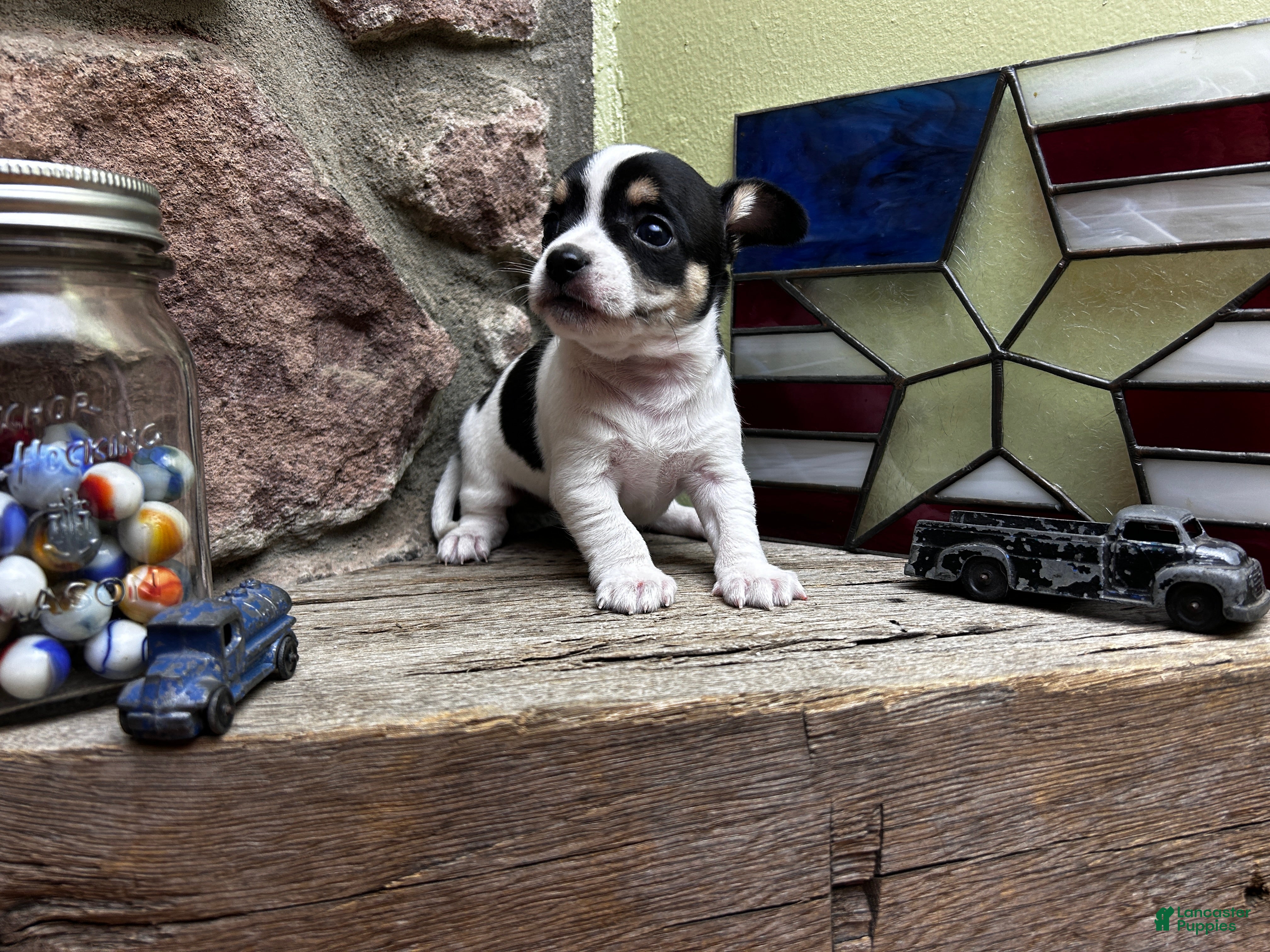 Chihuahua dogs 🐾Milhouse~Tricolor Chihuahua - Ad 1