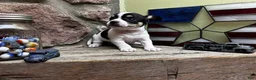 Chihuahua dogs for sale: 🐾Milhouse~Tricolor Chihuahua - Ad 1