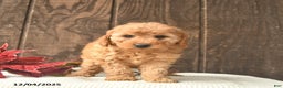 Mini Goldendoodle dogs for sale: Rudolph  - Ad 2