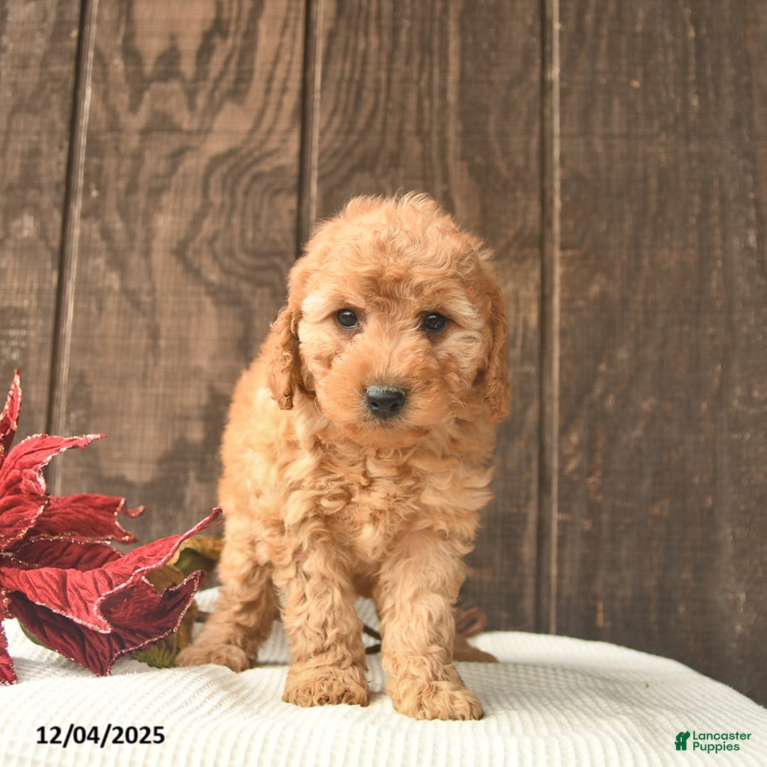 Mini Goldendoodle dogs for sale: Rudolph  - Ad 2