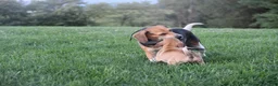 Puggle dogs for sale: Canyon - Ad 9