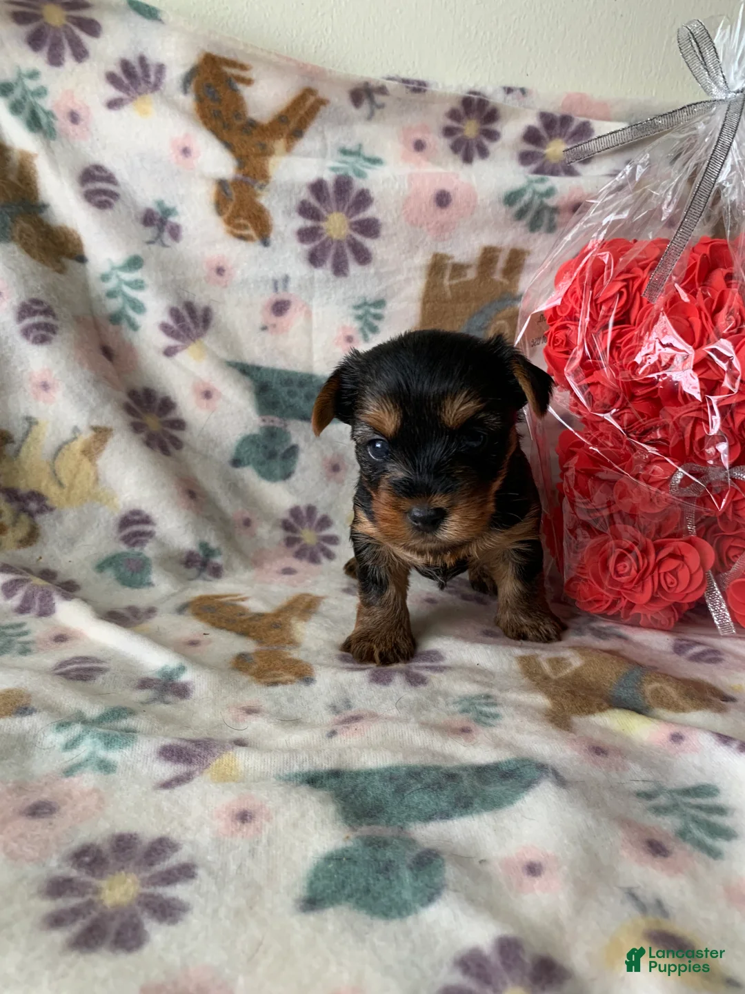 Yorkshire Terrier dogs for sale: Luna - Ad 2