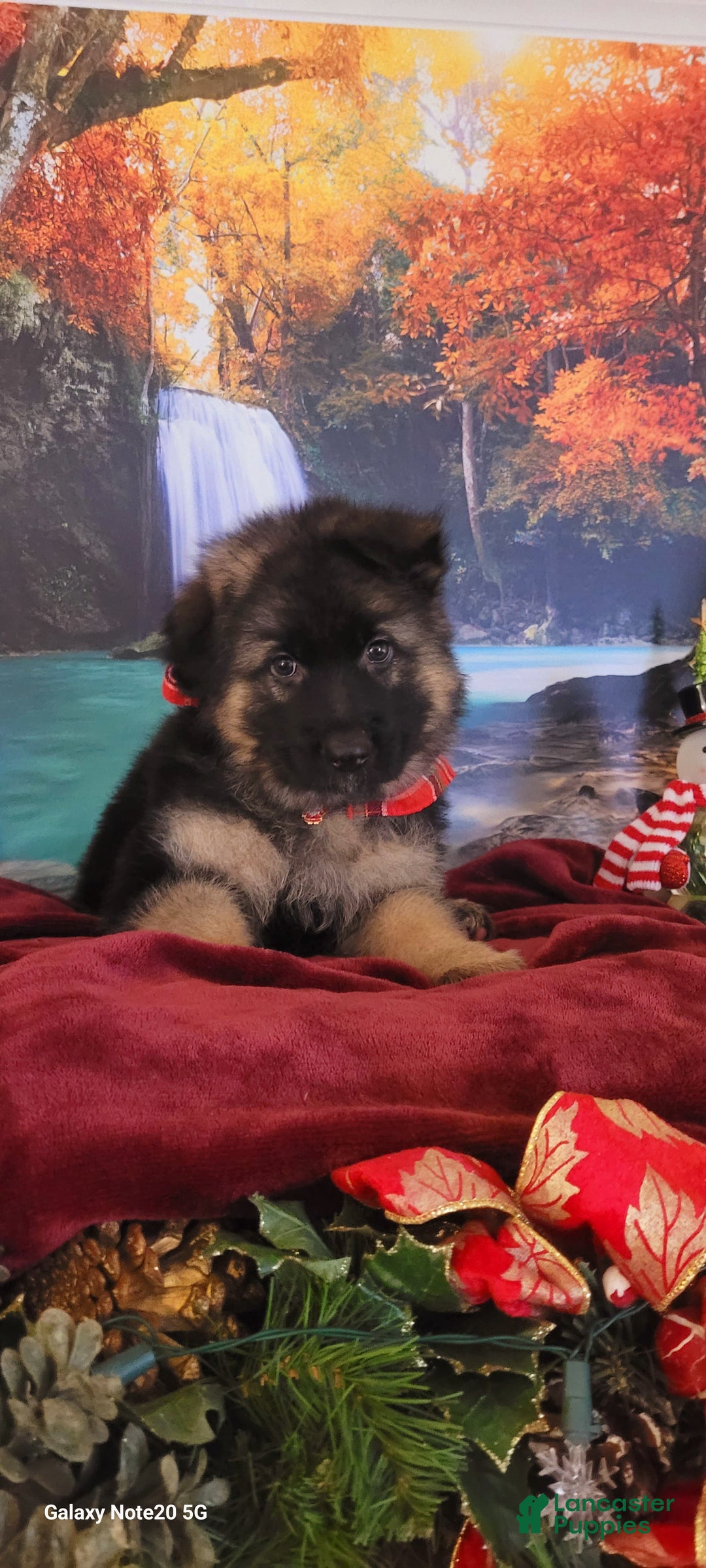 German Shepherd dogs for sale: Buddy  - Ad 1