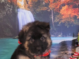 German Shepherd dogs Buddy - Ad 33