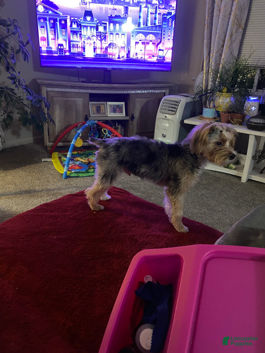 Yorkshire Terrier dogs for sale: Gucci - Ad 4