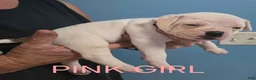 American Bulldog dogs for sale: Pink Girl - Ad 2