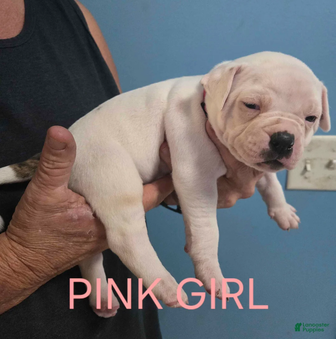 American Bulldog dogs for sale: Pink Girl - Ad 2