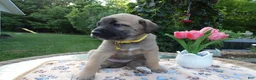 Cane Corso dogs for sale: Cane Corso Puppy 5 Macy - Ad 3