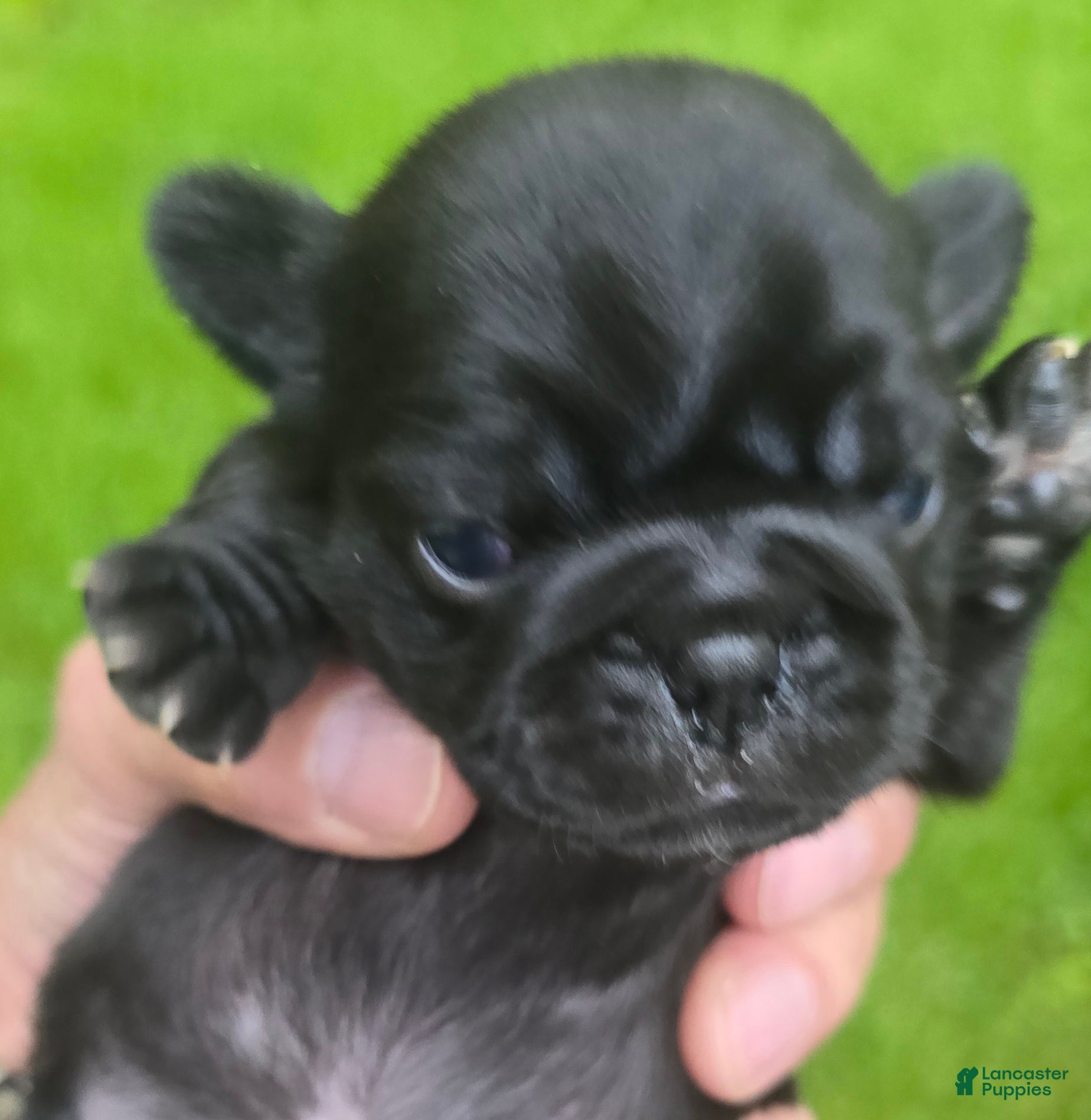 Pug dogs Brittney - Ad 1