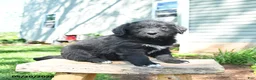 Mixed Breed dogs for sale: Sophia - Ad 3