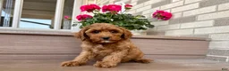 Cockapoo dogs for stud: Cockapoo 4 puppies - Ad 10