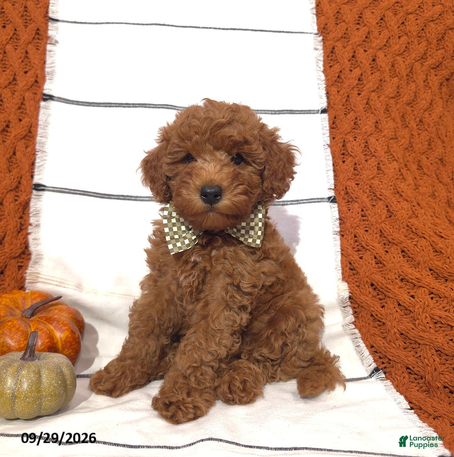 Mini Goldendoodle dogs River - Ad 1