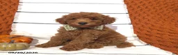 Mini Goldendoodle dogs for sale: River - Ad 1