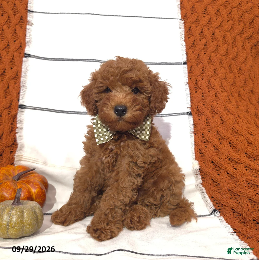 Mini Goldendoodle dogs for sale: River - Ad 1