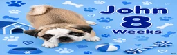 Pug dogs for sale: John - Ad 2