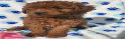 Mini Goldendoodle dogs for sale: Jade - Ad 2