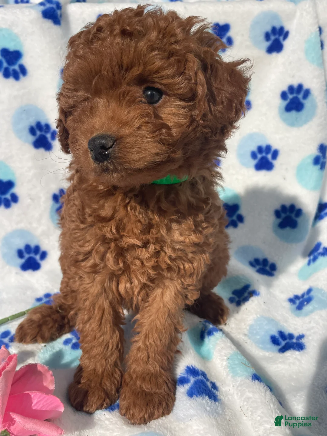 Mini Goldendoodle dogs for sale: Jade - Ad 2