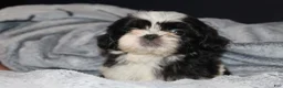 Shih Tzu dogs for sale: Simon - Ad 5