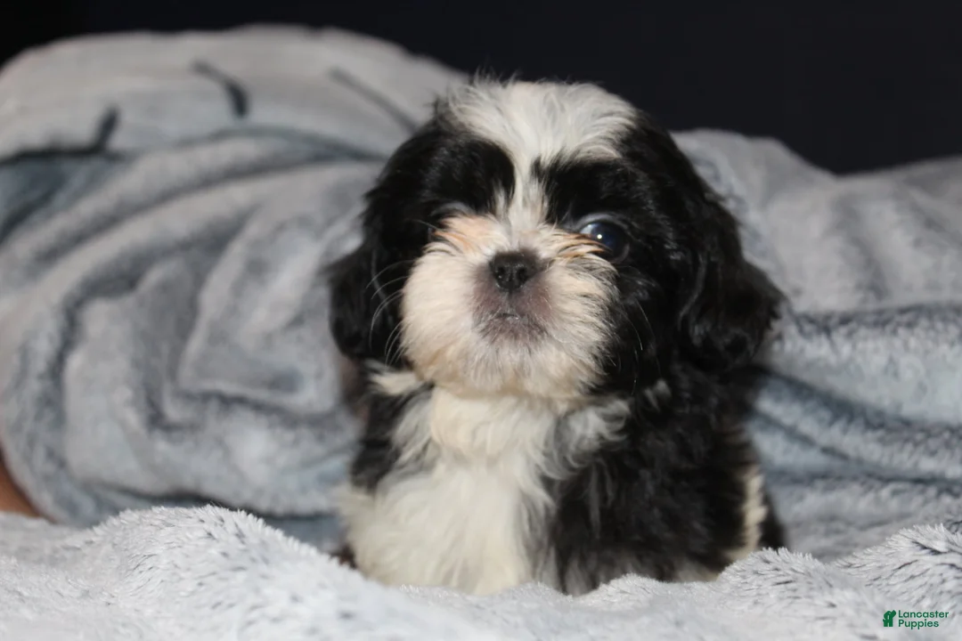 Shih Tzu dogs for sale: Simon - Ad 5