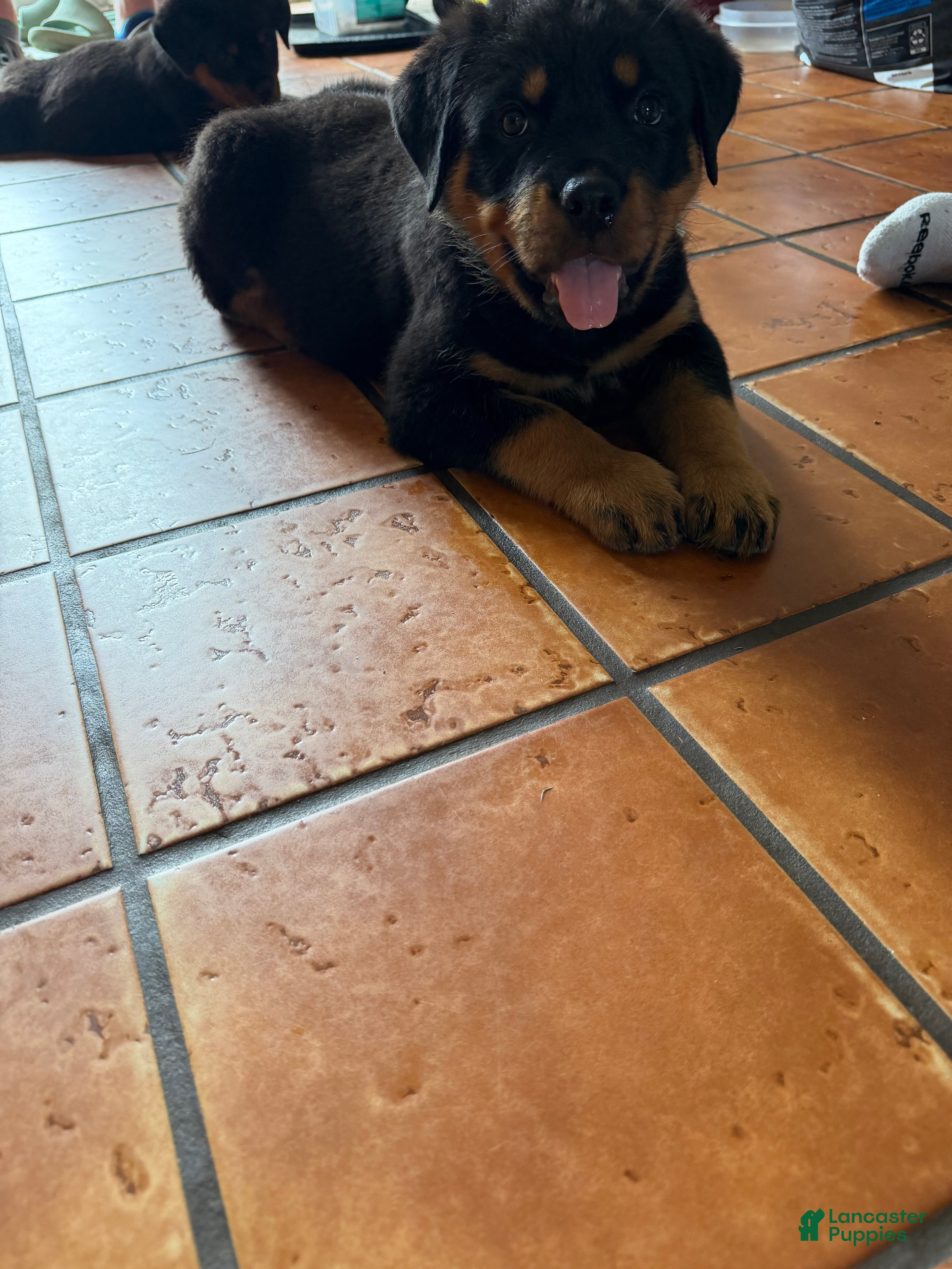 Rottweiler dogs Rottweiler Puppy 6 - Ad 1