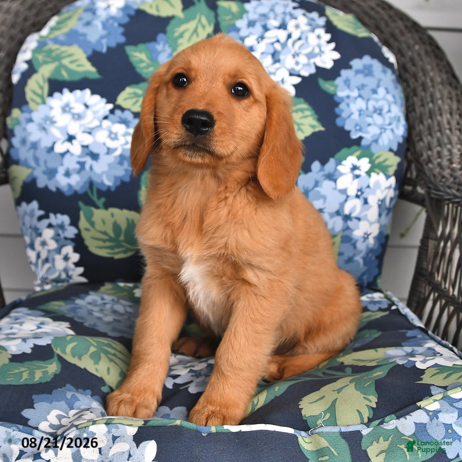 Golden Retriever dogs Peaches - Ad 1