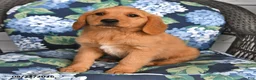Golden Retriever dogs for sale: Peaches - Ad 1
