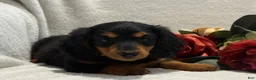 Miniature Dachshund dogs for sale: Pearl - Ad 6