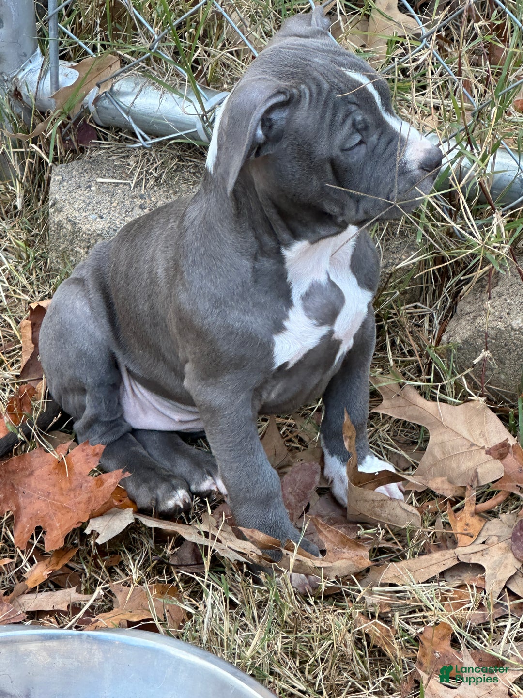 American Bully dogs for sale: Bella (Yellow) ABKC Blue - Ad 3