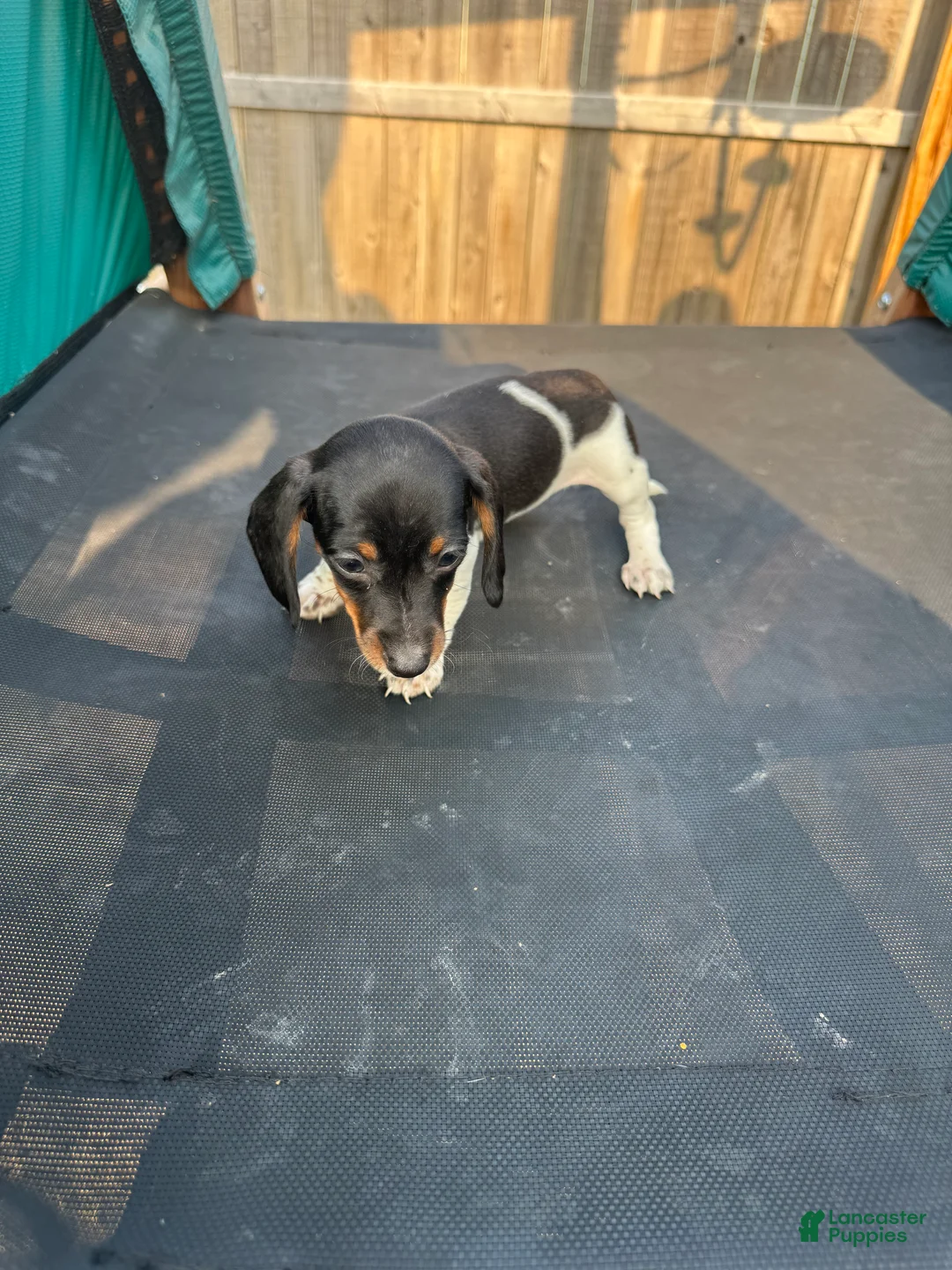 Miniature Dachshund dogs for sale: Miniature Dachshund Puppy 4 - Ad 1